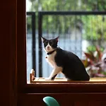Madcat Bangkok 曼谷疯猫民宿